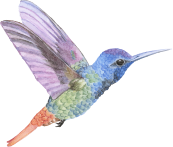 Bird Icon